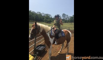 Paint Gelding  on HorseYard.com.au