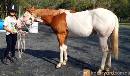 Stunning, super quiet splash paint colt on HorseYard.com.au