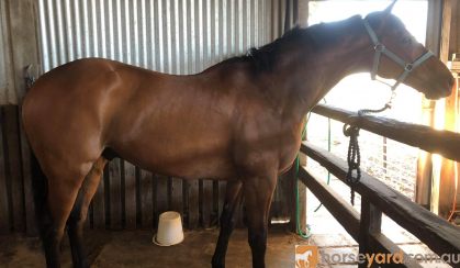 9 years OTT Thoroughbred Gelding on HorseYard.com.au