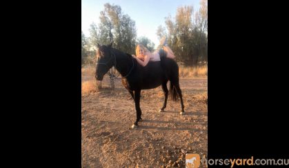 Stunning Black Andalusian x TB mare on HorseYard.com.au