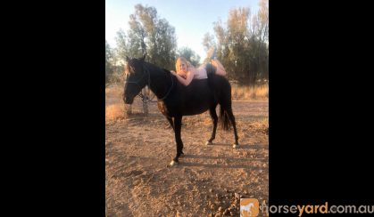 Stunning Black Andalusian x TB mare on HorseYard.com.au