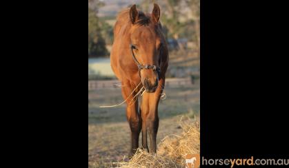 Amazing Bay Colt Foal on HorseYard.com.au