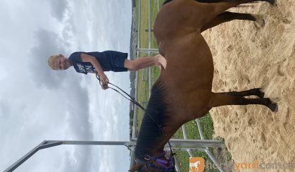 6 yr old riding pony mare on HorseYard.com.au