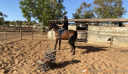 Blank Canvas -Ready to go on with  on HorseYard.com.au