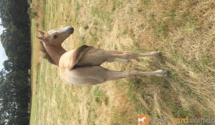 Buckskin roan QH colt on HorseYard.com.au