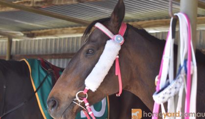 beautiful bay thoroughbred mare on HorseYard.com.au