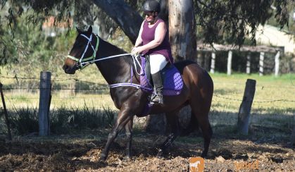 beautiful bay thoroughbred mare on HorseYard.com.au