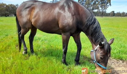 beautiful bay thoroughbred mare on HorseYard.com.au