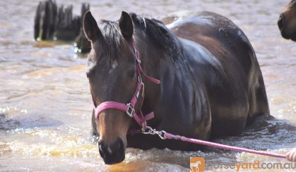 beautiful bay thoroughbred mare on HorseYard.com.au