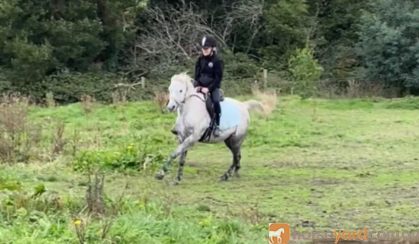 Dapple grey riding pony  on HorseYard.com.au