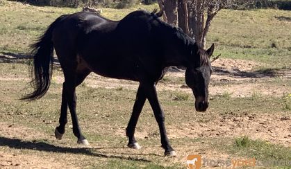 Urgent rehoming needed  on HorseYard.com.au