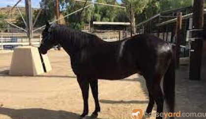 Flash Jump Friesian Horse on HorseYard.com.au