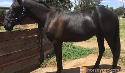 Blackie needs a home on HorseYard.com.au