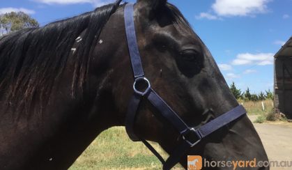 Blackie needs a home on HorseYard.com.au