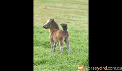 Miniature Horse Colt on HorseYard.com.au