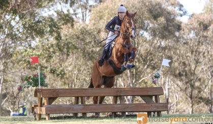 Flashy chestnut gelding  on HorseYard.com.au