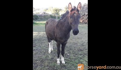 Stunning Mule on HorseYard.com.au