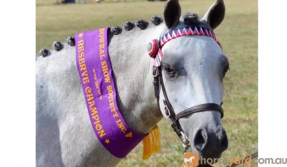 Australian Pony Mare on HorseYard.com.au