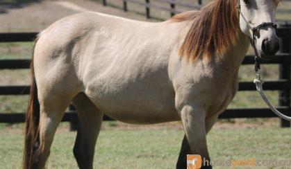 Buckskin Filly on HorseYard.com.au
