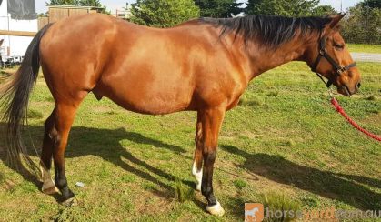 TB Gelding Approx 16.2HH on HorseYard.com.au