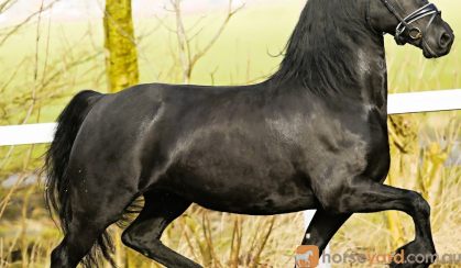 Attractive Ster stallion on HorseYard.com.au