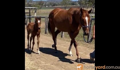 Stunning 2012 Broodmare on HorseYard.com.au