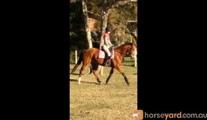 Lovely 16yo TB mare for sale on HorseYard.com.au