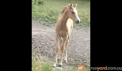 Buckskin roan QH colt on HorseYard.com.au