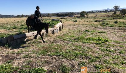 Super Quiet Little Mare on HorseYard.com.au