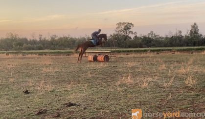 Perfect teenagers project eventer  on HorseYard.com.au