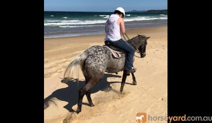 15hh Appy Mare 18yo on HorseYard.com.au