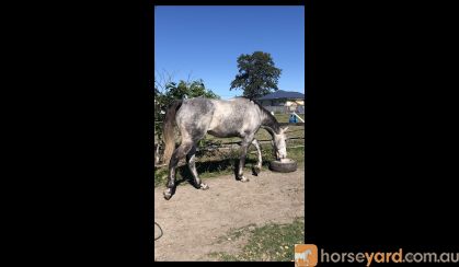 Thoroughbred gelding 18hh on HorseYard.com.au