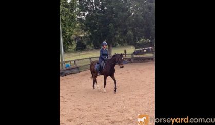 Sweet Bay TB Gelding on HorseYard.com.au