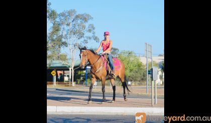  Quiet heritage Stockhorse mare on HorseYard.com.au