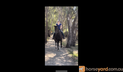 Super easy to ride TB on HorseYard.com.au