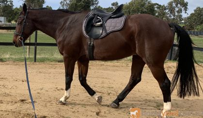 Warmblood Gelding on HorseYard.com.au