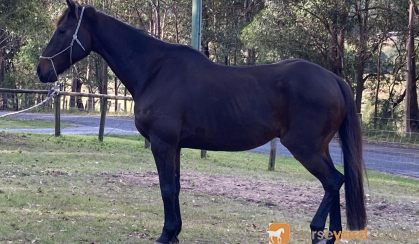 Stock Horse Gelding  on HorseYard.com.au