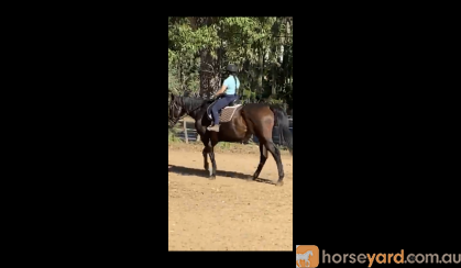 Novice’s TB gelding  on HorseYard.com.au