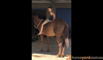 BEGINNERS KIDS MOUNT  on HorseYard.com.au