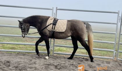 Versatile young mare on HorseYard.com.au