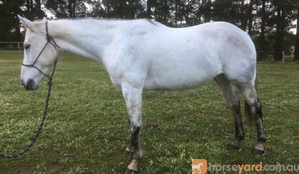 QH x Mare  on HorseYard.com.au