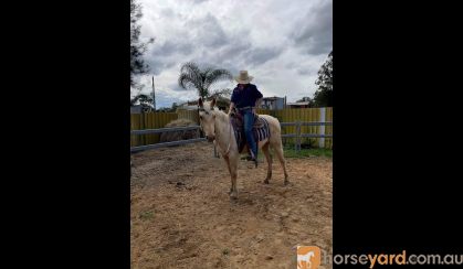 Project qh palomino gelding  on HorseYard.com.au