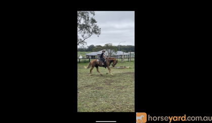 Registered paint gelding  on HorseYard.com.au