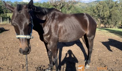 Stock horse Gelding on HorseYard.com.au