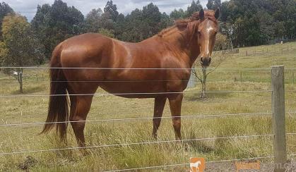 *Beautiful Quarter Horse Broodmare or Light Riding*  on HorseYard.com.au