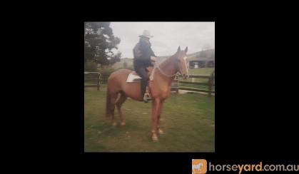 *Beautiful Quarter Horse Broodmare or Light Riding*  on HorseYard.com.au