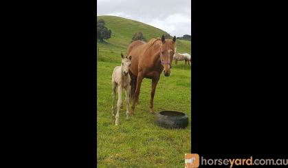 *Beautiful Quarter Horse Broodmare or Light Riding*  on HorseYard.com.au