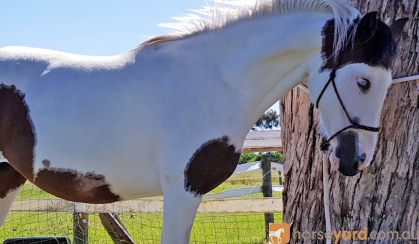 Pinto filly on HorseYard.com.au