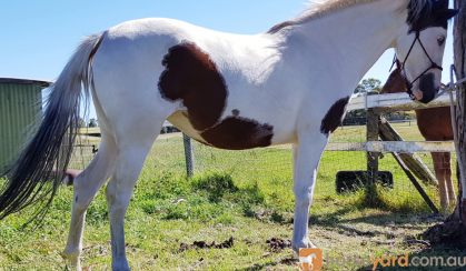 Pinto filly on HorseYard.com.au