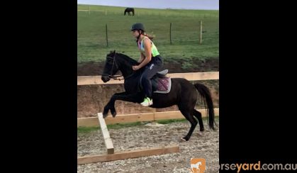 Breeding, Show, or riding prospect on HorseYard.com.au